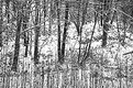 Picture Title - Snowy Woods 4