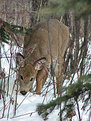 Picture Title - Foraging