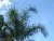 Sky & Palm Tree