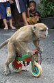 Picture Title - Monkey Racer