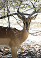 Picture Title - Black-faced Impala