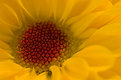 Picture Title - Yellow Daisey