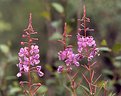Picture Title - Fireweed
