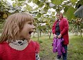 Picture Title - Kiwifruit Garden