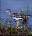 Picture Title - solitary sandpiper