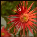 Picture Title - Sunrise Flower