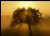 Tree in Fog (Setting Sun)