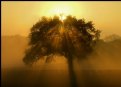 Picture Title - Tree in Fog (Setting Sun)