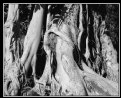 Picture Title - L'albero antico