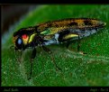 Picture Title - Jewel Beetle