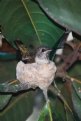 Picture Title - Nesting Humming Bird