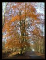 Picture Title - Classic Autumn III