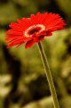 Picture Title - Red Gerbera