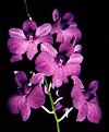 Picture Title - Purple Orchids