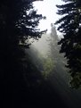 Picture Title - Redwoods