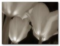 Picture Title - Tulips