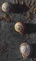 Picture Title - Snails and Resin