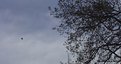 Picture Title - Leafing home