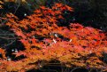Picture Title - Maple leaves