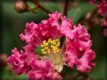 Picture Title - Pink and Yellow Crepe myrtle