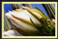 Picture Title - Cactus Flower 2