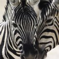 Picture Title - Zebra 1