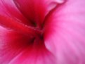 Picture Title - Blushing Hibiscus