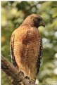 Picture Title - Red Shouldred Hawk