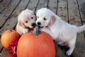 Picture Title - pumpkin chew toy