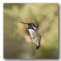 Picture Title - Hummingbird