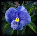 Picture Title - Blue Pansy