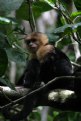 Picture Title - White-faced Monkey