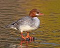 Picture Title - Common Merganser