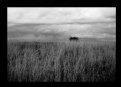 Picture Title - the grassland