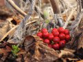 Picture Title - Fallen berries