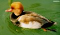 Picture Title - Redheaded Duck