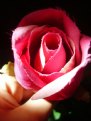 Picture Title - my immortal rose