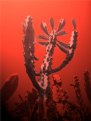 Picture Title - King of the Cacti