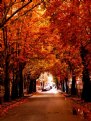 Picture Title - Autumn in Eskisehir