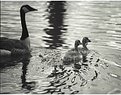 Picture Title - ducks in a whirlpool