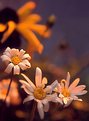 Picture Title - Sunset Daisies