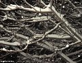Picture Title - Snowy Branches at Night