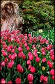 Picture Title - More Tulips