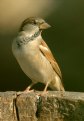 Picture Title - Sparrow