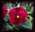 Picture Title - Red Pansy #2
