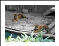 Picture Title - Tiger Cubs