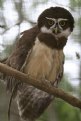 Picture Title - Owl