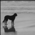 Picture Title - A dog reflects upon the tide