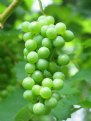 Picture Title - Grapes