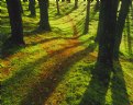 Picture Title - Shadow path